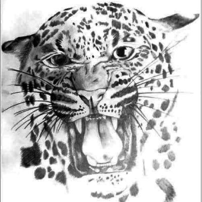 leopard