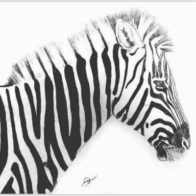 zebra